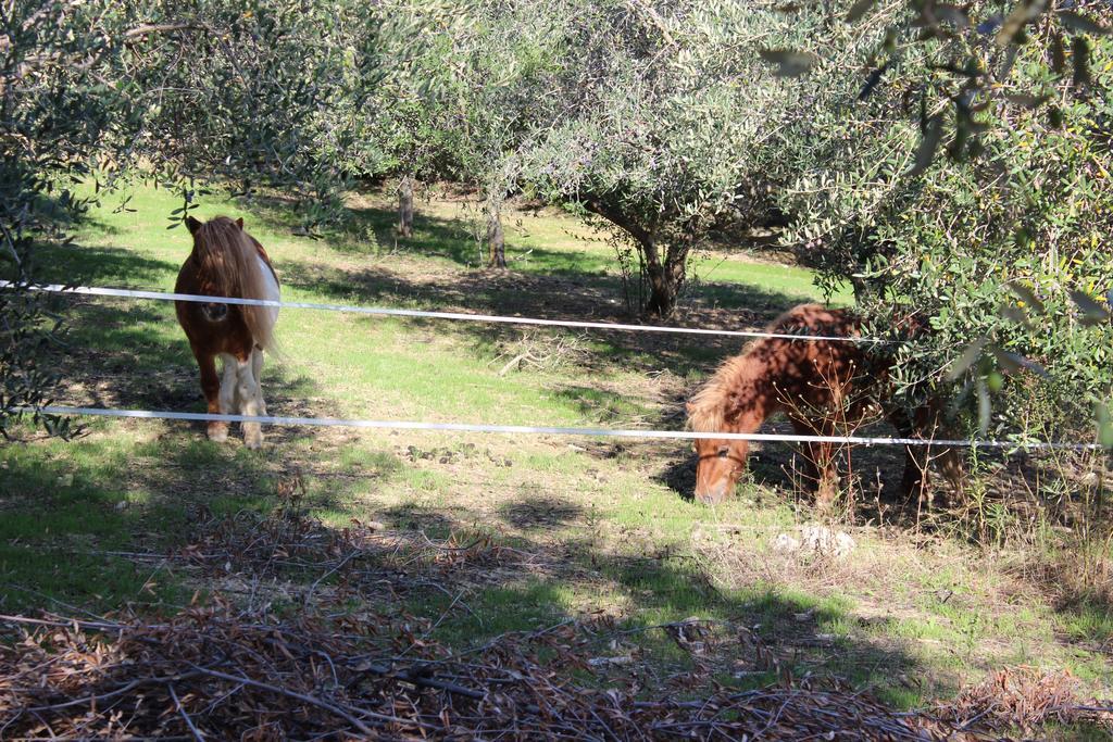 Casale delle Rose Casa Vacanze Montepagano Esterno foto