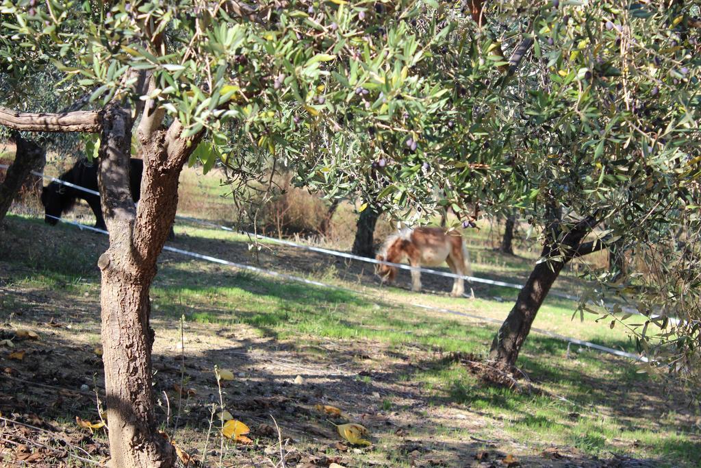 Casale delle Rose Casa Vacanze Montepagano Esterno foto