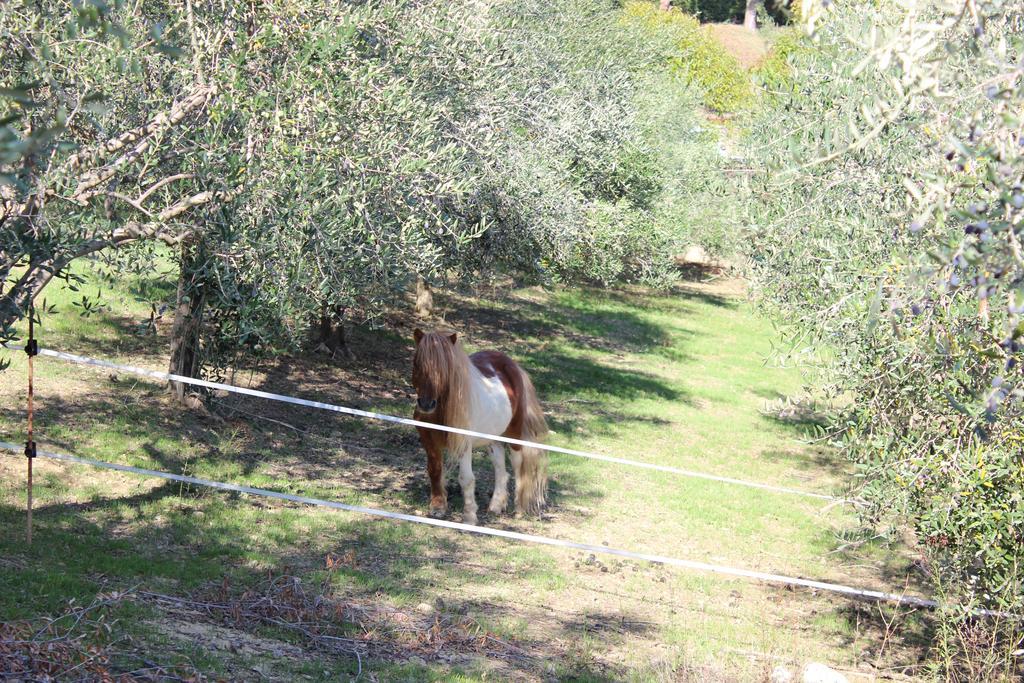 Casale delle Rose Casa Vacanze Montepagano Esterno foto